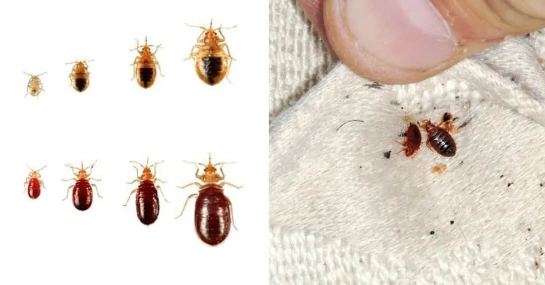 Pluskwy w ubraniach - skuteczne sposoby na pozbycie się szkodników